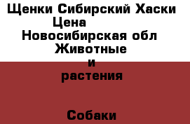 Щенки Сибирский Хаски › Цена ­ 25 000 - Новосибирская обл. Животные и растения » Собаки   